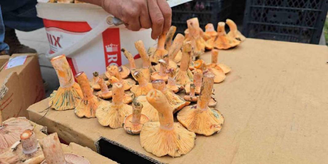 Tezgaha indi, kapış kapış gitti! Kilosu 500 TL: Bu yıl bolluk fışkırıyor 1